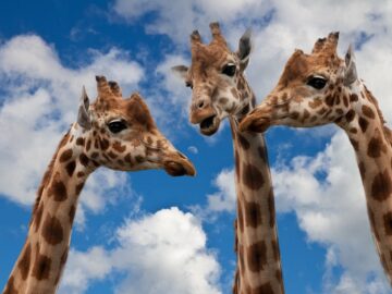 giraffes, entertainment, discussion